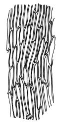 Drepanocladus brachiatus secund form, mid laminal cells. Drawn from T. Kirk, s.n., CHR 585864.
 Image: R.C. Wagstaff © Landcare Research 2014 